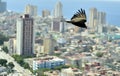 The American vultures (Cathartidae Lafresnaye) soars over Havana Cuba. Royalty Free Stock Photo