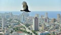 The American vultures (Cathartidae Lafresnaye) soars over Havana Cuba.
