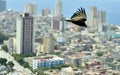 The American vultures (Cathartidae Lafresnaye) soars over Havana Cuba. Royalty Free Stock Photo