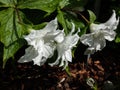 American wake-robin Trillium grandiflorum `Snow bunting` flowering with solitary, brilliant-white, fully double flowers in the