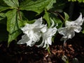 American wake-robin (Trillium grandiflorum) \'Snow bunting\' flowering with white, double flowers