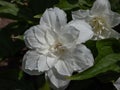 American wake-robin (Trillium grandiflorum) \'Snow bunting\' flowering with white, double flowers
