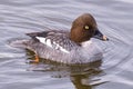 American Waterfowl. The Common Goldeneye