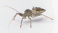 American wheel bug - Arilus cristatus - isolated on white background. showing long piercing proboscis and spiked, wheel like