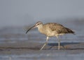 American Whimbrel, Numenius phaeopus Royalty Free Stock Photo