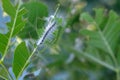 American white butterfly caterpillar eats leaves on trees. Royalty Free Stock Photo