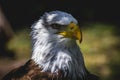 American white-headed eagle Royalty Free Stock Photo