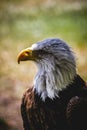 American white-headed eagle Royalty Free Stock Photo