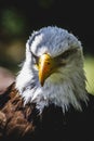 American white-headed eagle Royalty Free Stock Photo