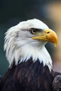 American white-headed eagle Royalty Free Stock Photo