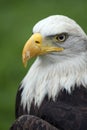 American white-headed eagle Royalty Free Stock Photo