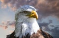 American white-headed eagle, beautiful hunter bird with white he Royalty Free Stock Photo