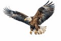 American white-headed eagle, bird, white background. Royalty Free Stock Photo