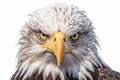 American white-headed eagle, bird, white background. Royalty Free Stock Photo