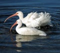 American White Ibis bathing Royalty Free Stock Photo