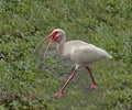 American White Ibis Royalty Free Stock Photo