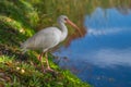 American white ibis bird (Eudocimus albus)