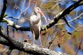 White Ibis in the Okefenokee Swamp National Wildlife Refuge, Georgia