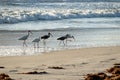 American white ibis birds wading in water on the beach