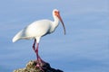 American white ibis, eudocimus albus