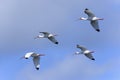 American white ibis, eudocimus albus Royalty Free Stock Photo