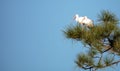 American White ibis Eudocimus albus bird