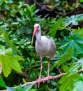 American white ibis (Eudocimus albus), a bird with a red beak sits on a tree, Florida Royalty Free Stock Photo