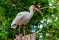 American white ibis (Eudocimus albus), a bird with a red beak sits on a tree, Florida Royalty Free Stock Photo