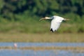 American White Ibis Eudocimus albus Royalty Free Stock Photo