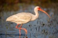 American white ibis Eudocimus albus, Everglades National Park, Florida Royalty Free Stock Photo