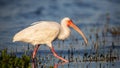 American white ibis Eudocimus albus, Everglades National Park, Florida Royalty Free Stock Photo