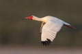 American White Ibis (Eudocimus albus) in flight Royalty Free Stock Photo