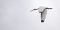 American white Ibis Eudocimus albus in flight Royalty Free Stock Photo