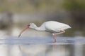 The American white ibis Eudocimus albus foraging and catching crabs in a pond at Fort Meyers Beach. Royalty Free Stock Photo