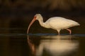 The American white ibis Eudocimus albus foraging and catching crabs in a pond at Fort Meyers Beach. Royalty Free Stock Photo