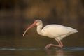 The American white ibis Eudocimus albus foraging and catching crabs in a pond at Fort Meyers Beach. Royalty Free Stock Photo