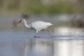 The American white ibis Eudocimus albus foraging and catching crabs in a pond at Fort Meyers Beach. Royalty Free Stock Photo