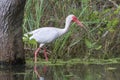 American white ibis (Eudocimus albus) foraging in a swamp Royalty Free Stock Photo