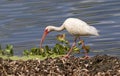 American white ibis (Eudocimus albus) foraging in a swamp Royalty Free Stock Photo