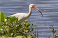 American white ibis (Eudocimus albus) foraging in a swamp Royalty Free Stock Photo