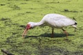 American white ibis (Eudocimus albus) foraging in a swamp Royalty Free Stock Photo