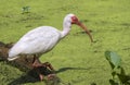 American white ibis (Eudocimus albus) foraging in a swamp Royalty Free Stock Photo