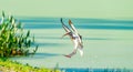 American white ibis - Eudocimus albus - juvenile or young landing at the edge of a Florida wetland pond