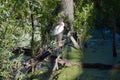 American white ibis (Eudocimus albus) perched on branch in wetland Royalty Free Stock Photo