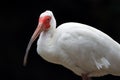 The American White Ibis Eudocimus albus, portrait of an ibis on a dark background. White water bird with a red face and a long Royalty Free Stock Photo