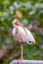 White ibis resting on one leg in J.N. Ding Darling National Wildlife Refuge.Florida.USA