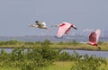 The American white ibis (Eudocimus albus) and roseate spoonbills (Platalea ajaja)flying over swamp Royalty Free Stock Photo