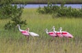 The American white ibis (Eudocimus albus) and roseate spoonbills (Platalea ajaja) foraging in a swamp. Royalty Free Stock Photo
