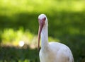 American White Ibis (Eudocimus Albus) In Search Of Food
