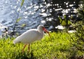 American White Ibis (Eudocimus Albus) In Search Of Food